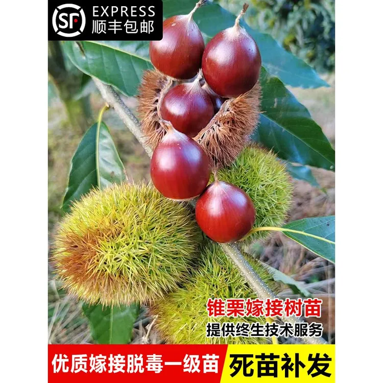 锥栗苗嫁接正宗建瓯锥栗树苗南方北方种植板栗树果苗地栽庭院果树