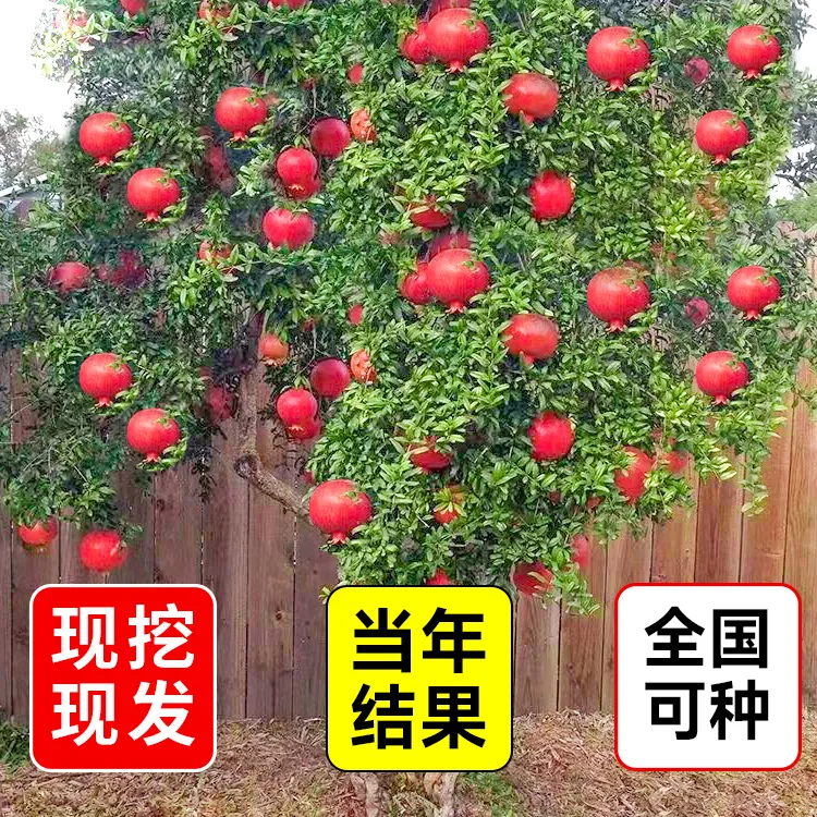 石榴树树苗突尼斯软籽石榴苗庭院果树果苗盆栽正宗无籽特大甜石榴
