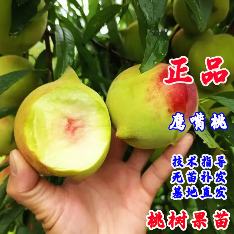 河源连平上坪鹰嘴桃树苗嫁接特大脆甜桃树南方北方盆地栽当年结果