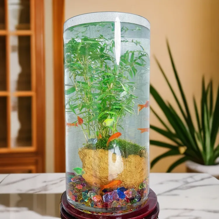绿色观音竹室内桌面造景盆栽绿植水培竹盆景好养美观植物观赏翠绿