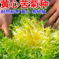（全店满5元包邮）苦菊种子农家苦菊菜籽种蔬菜种孑