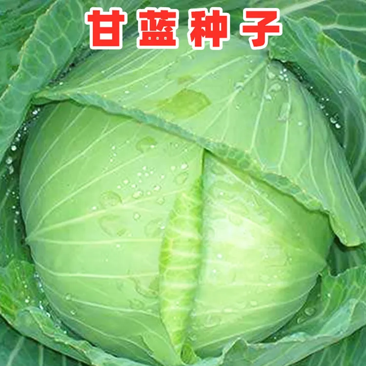 （全店满5元包邮）京丰一号包心甘蓝种子蔬菜种子包菜种子四季