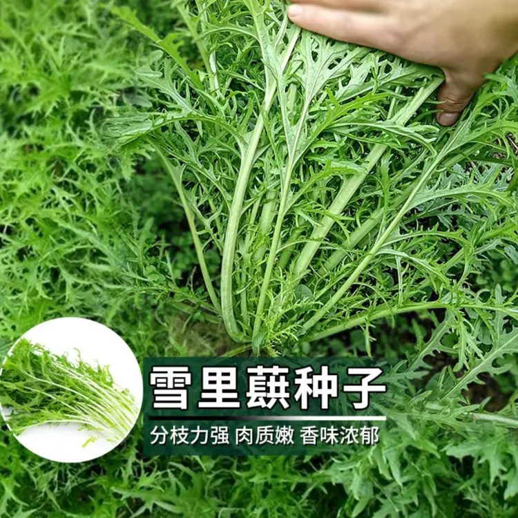 （全店满5元包邮）雪里蕻细叶雪里红雪菜籽春不老种子蔬菜种子