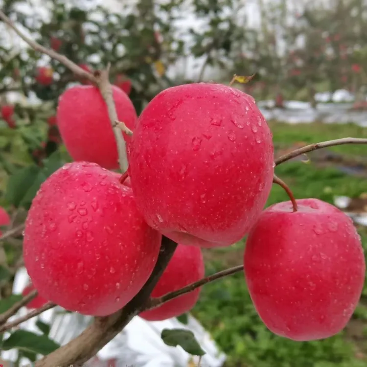 新品种昭通瑞香红苹果树苗高桩果形脆甜多汁晚熟苹果现挖现发果树