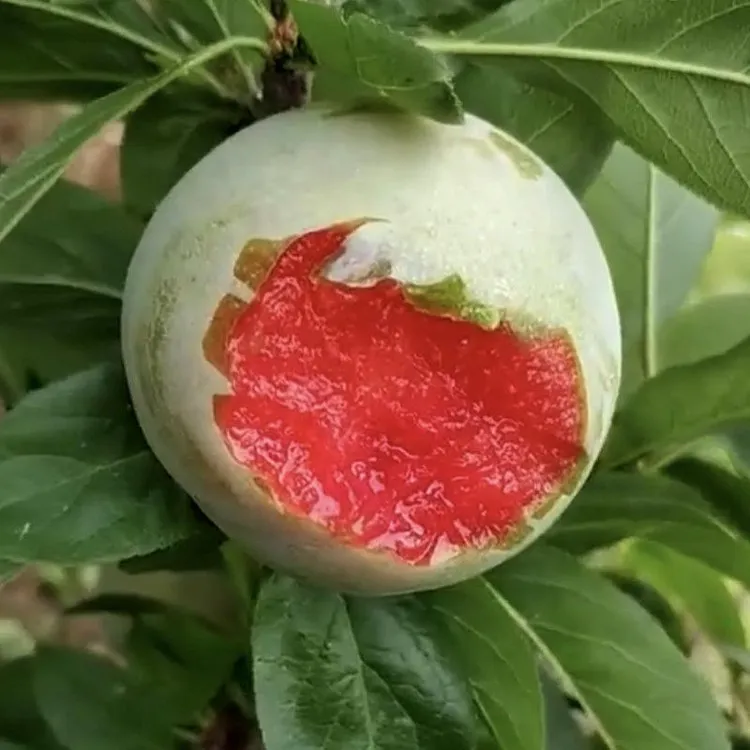 新品种果树苗特大青皮红心李子树苗嫁接李子苗嫁接苗南方北方种植