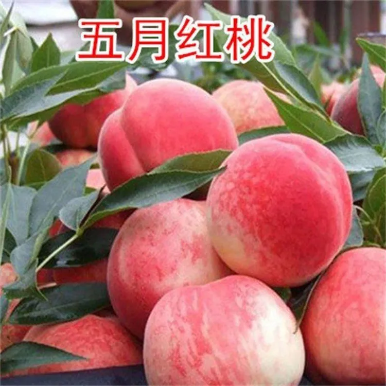 正宗五月红桃子桃树苗耐寒嫁接盆栽地栽南北方种植