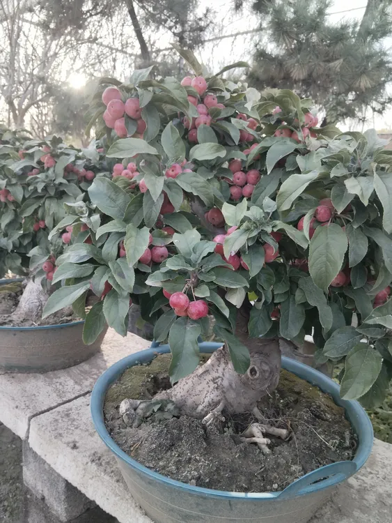 海棠花花卉绿植盆栽观赏用海棠树大树苗盆景