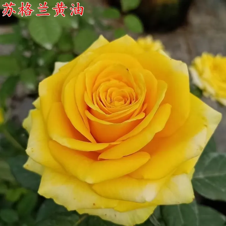 苏格兰黄油 大花 四季开花 月季中的奢侈品