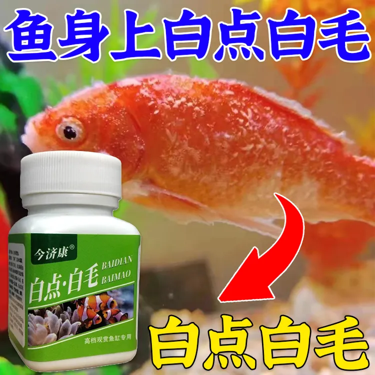 【拯救白点白毛】观赏鱼白点白毛粉白点净锦鲤金鱼白毛烂尾通用粉