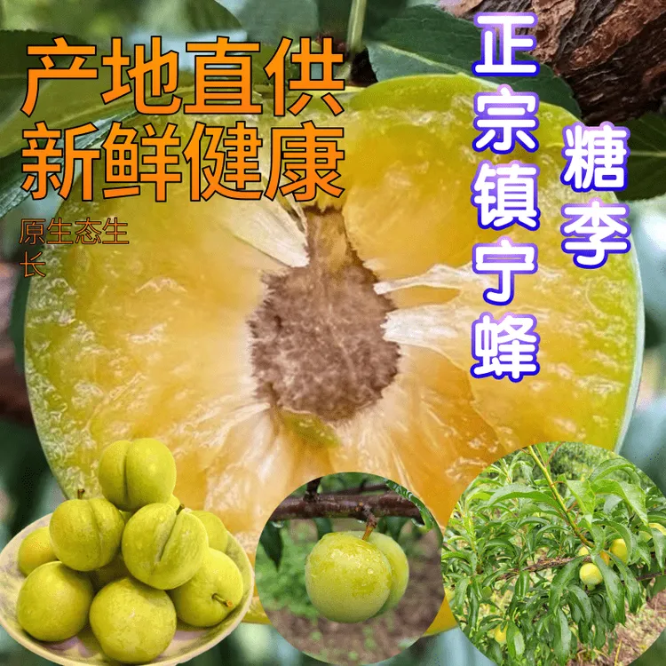 【顺丰空运】贵州镇宁蜂糖李六马蜂糖李3-5斤应季水果新鲜水果