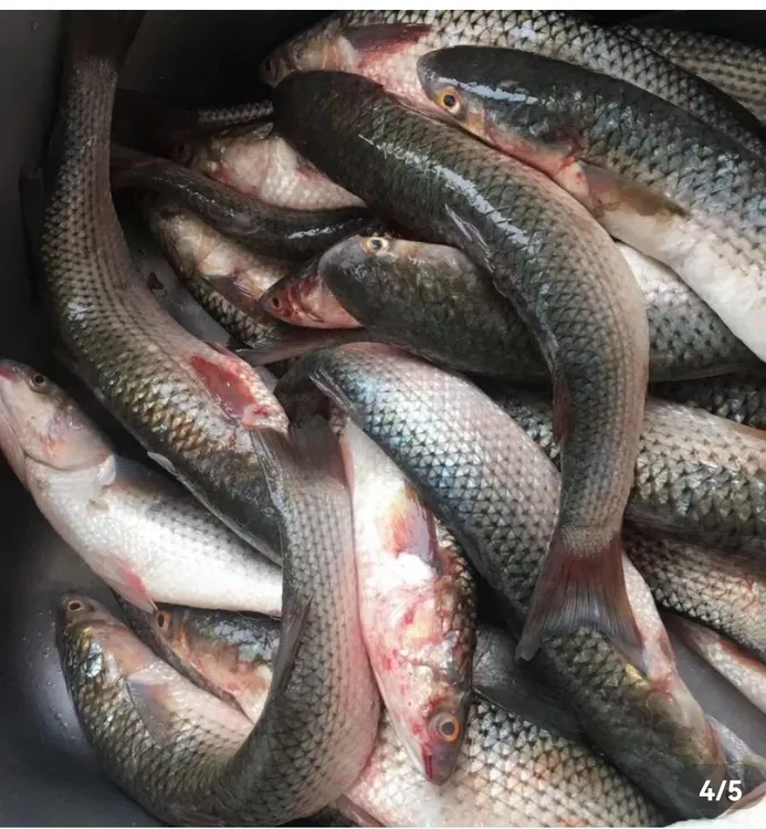 梭鱼海扑梭鱼红眼梭鱼净重5斤10条左右