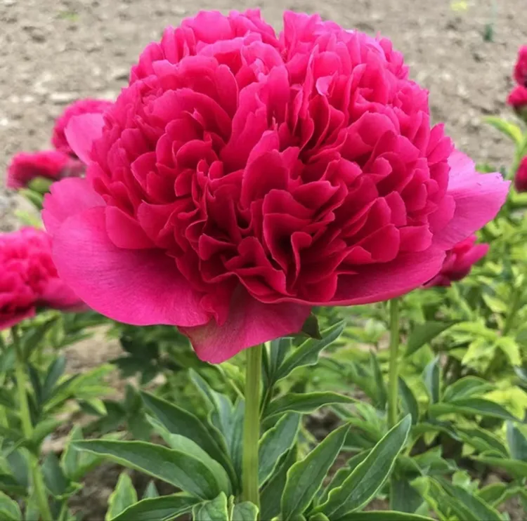 御前表演芍药花苗。花大色艳会变色；秋天发货