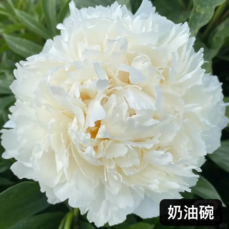奶油碗芍药花苗，秋天发货
