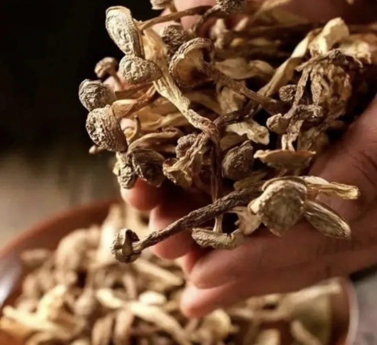 四川遂宁特产精品干鹿茸菇无硫无添加炖汤炒菜菌香味十足（包邮）