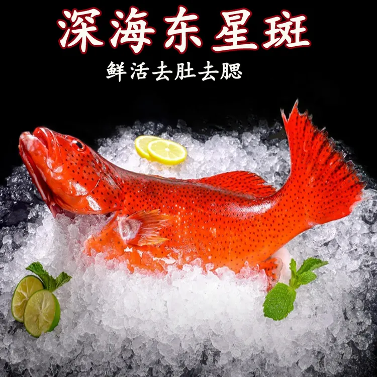 新鲜野生东星斑东山岛海鲜礼品特产海捕深海大石斑鱼顺丰批发