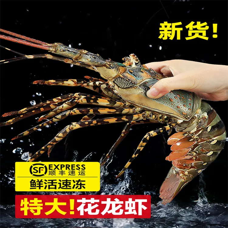 特大花龙澳洲龙虾新鲜活冻小青龙东山岛深海野生海鲜大虾送礼