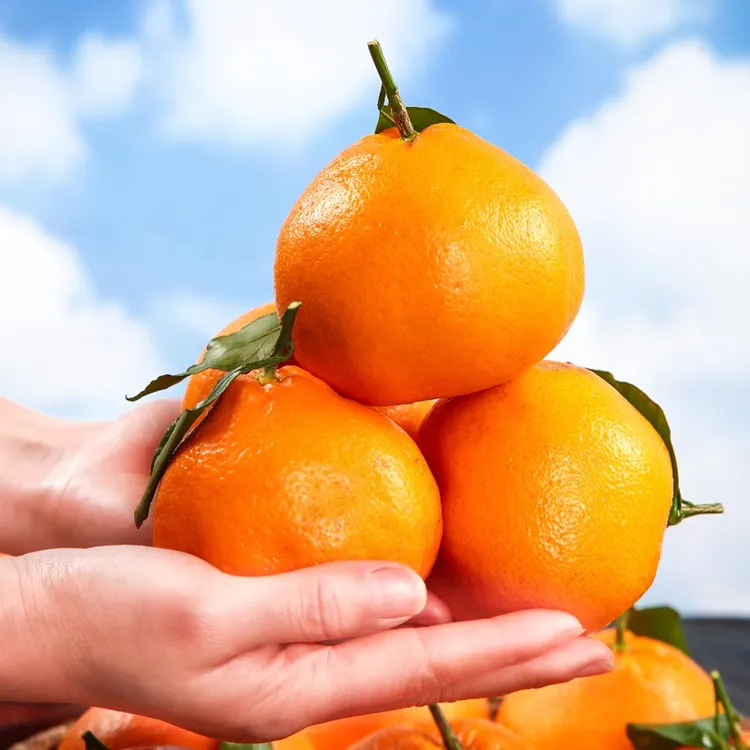 四川春见耙耙柑3/5斤粑粑柑橘子新鲜水果当季整箱丑桔八怪特甜