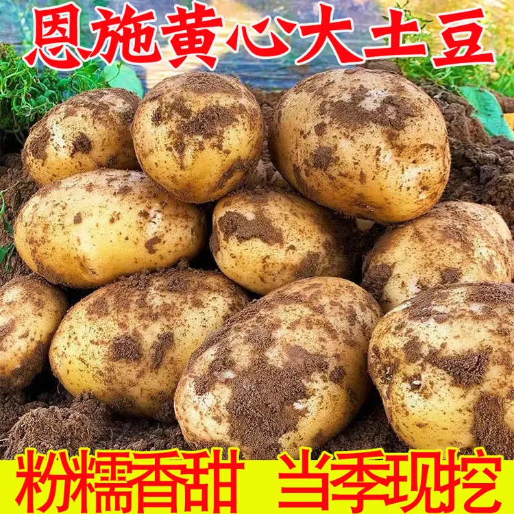 网红恩施黄心大土豆呀新鲜现挖3/5/9斤当季马铃薯洋芋[粉面香甜]