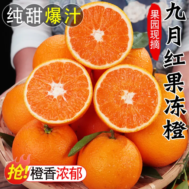 湖北秭归九月红果冻橙3/5/8斤新鲜水果当季现摘大甜化渣爆汁橙子