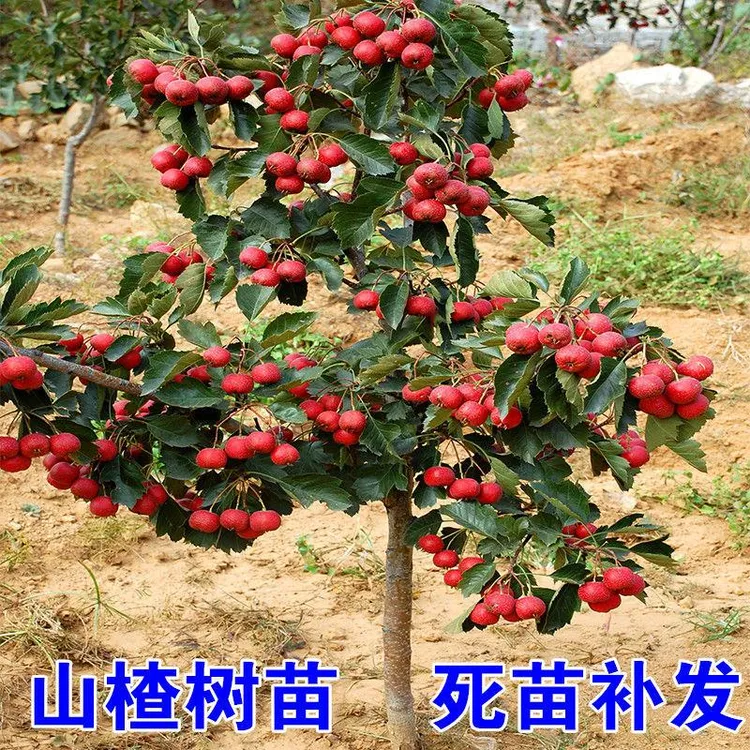 山楂苗嫁接苗大五棱山楂树苗南方北方种植庭院盆栽地栽果树苗金星