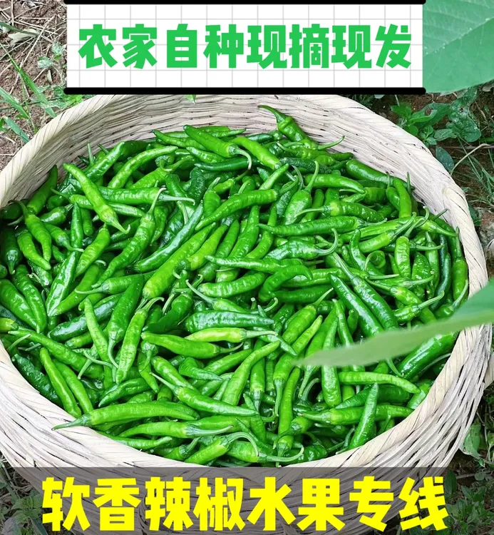 微辣正宗软皮辣椒小软香皮薄肉嫩现采现发包邮