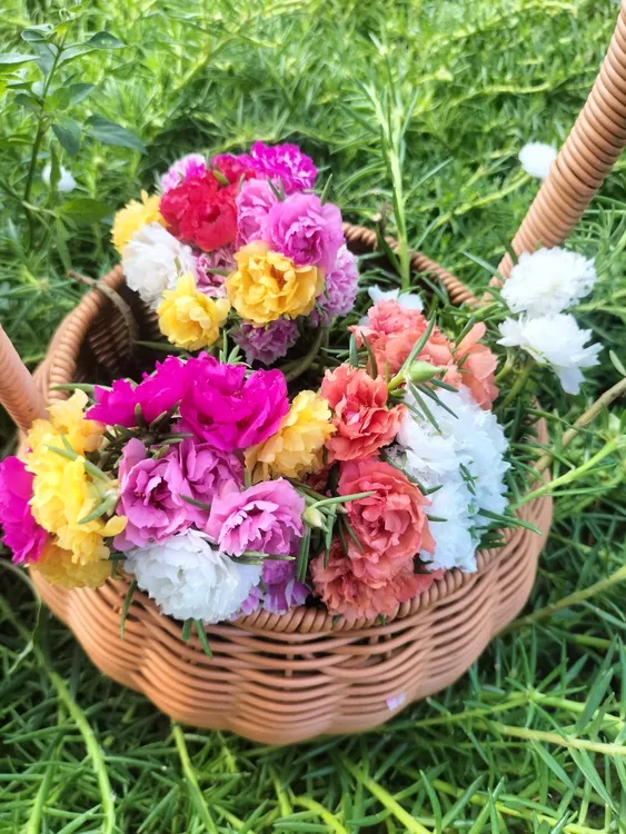 广西太阳花苗混色重瓣盆栽花卉花四季开花室外阳台庭院