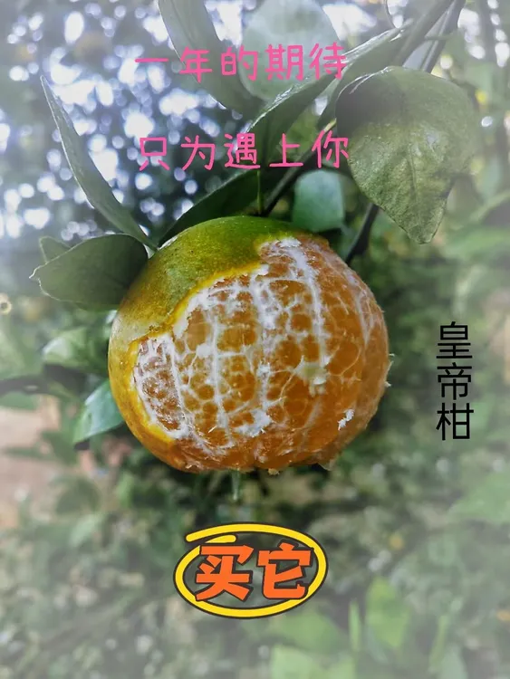 广西武鸣皇帝柑正宗橘子贡柑新鲜采摘包邮果园现摘现发包甜9斤