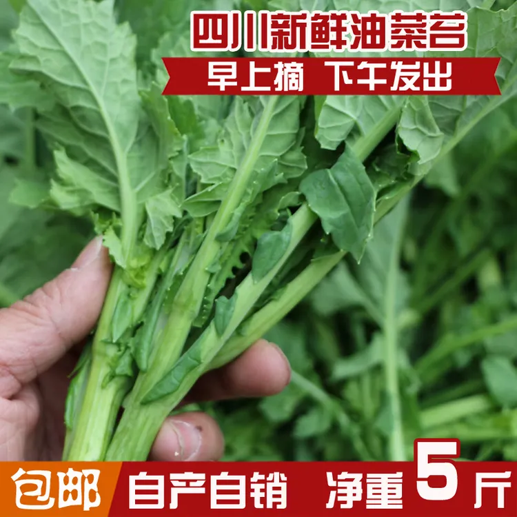 四川新鲜绿色蔬菜鲜嫩油菜苔 实惠装 蔬菜绿芸薹菜台菜苔芥 包邮