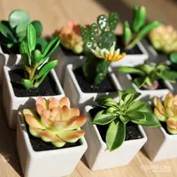 同美多肉园艺 倾城锦  粉丝福利多肉植物 直播间实物为 
