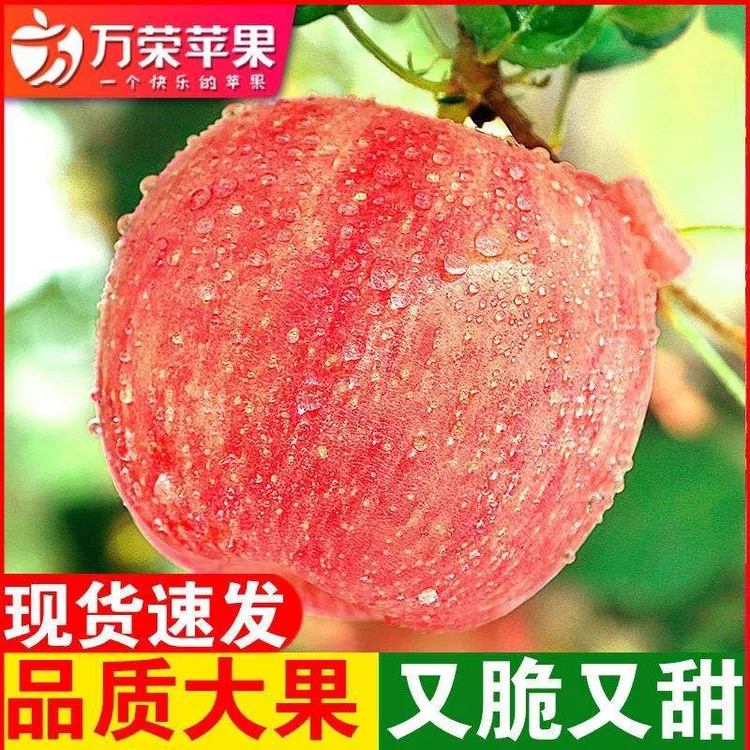 山西运城“纸加膜”特级红富士苹果 双袋无农残 皮薄肉厚 脆甜多汁