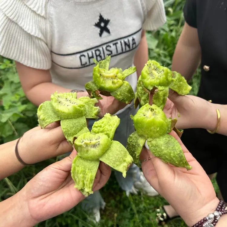 陕西周至翠香爆甜猕猴桃大果15枚装新鲜猕猴桃甜包邮水果