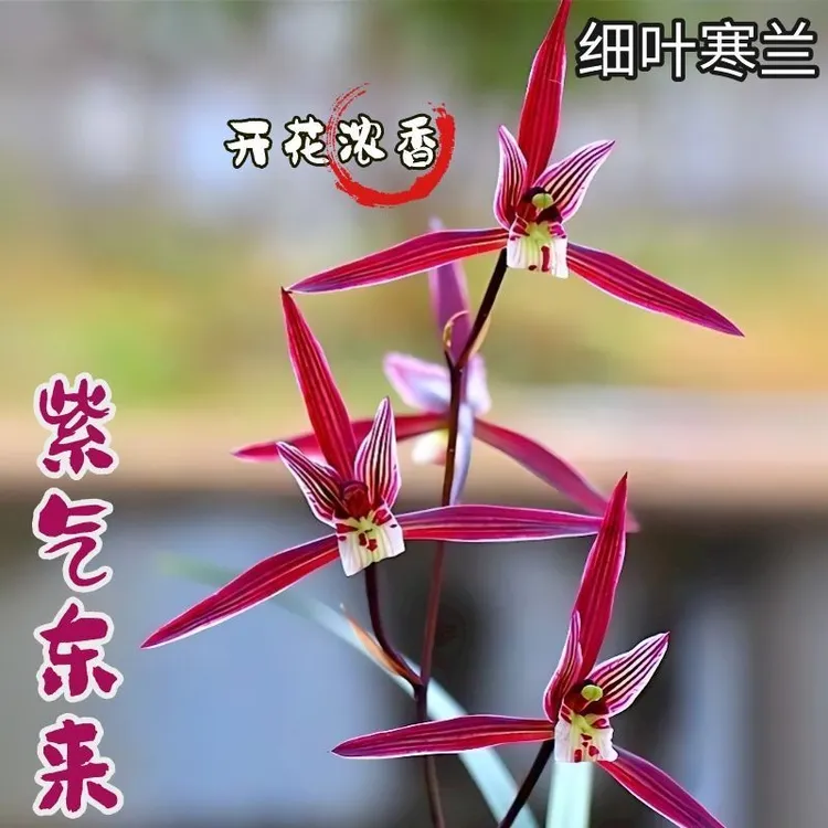 带花苞浓香型细叶寒兰【羽墨】室内高档兰花盆栽客厅绿植花卉大全