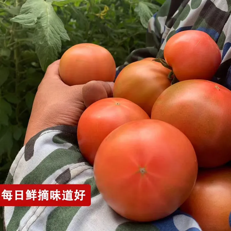 草莓柿子生吃水果番茄酸甜口西红柿碱地新鲜净重5斤大果≥110g