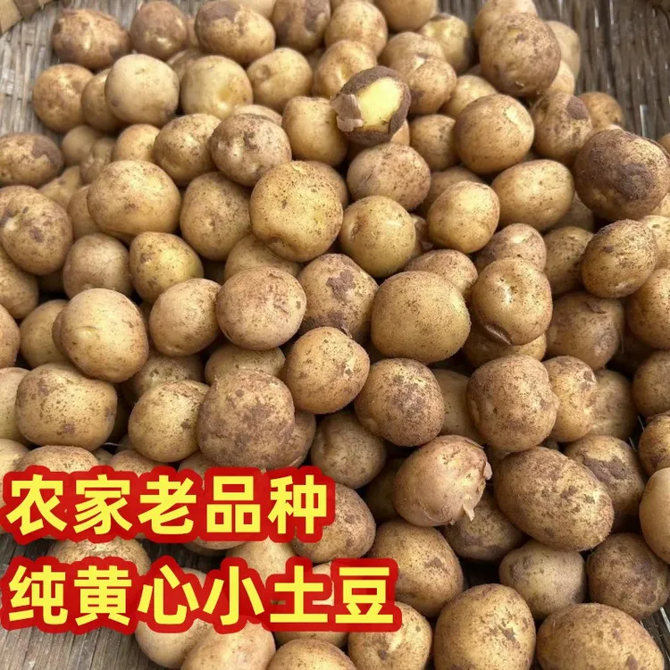 小土豆新鲜小洋芋重庆四川高山农家土豆自留品种迷你马铃薯2斤包
