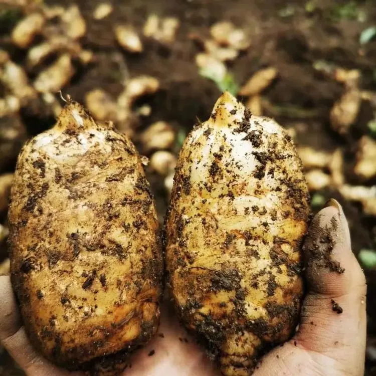 昭通小草坝天麻5斤装