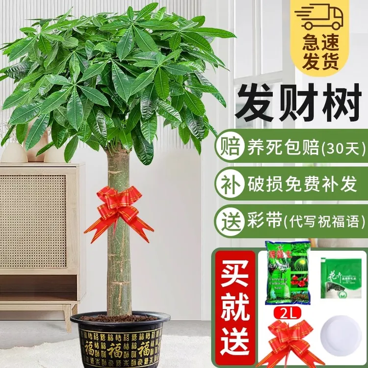发财树盆栽大型室内绿植开业乔迁送礼招财树客厅办公室四季好养活