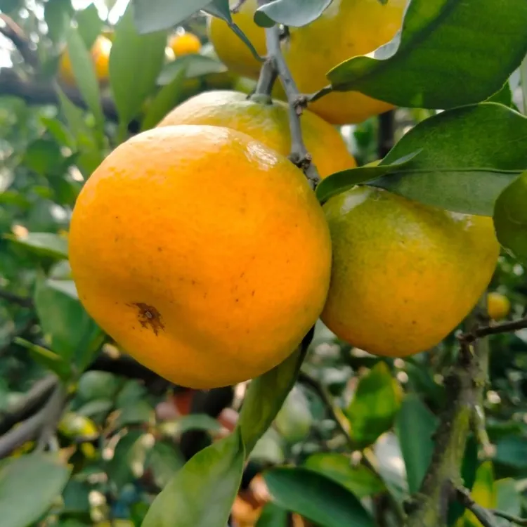 湖南永州回龙圩蜜橘宫川蜜橘无籽蜜橘孕妇水果现摘现发