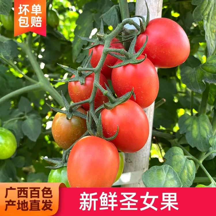 【顺丰包邮】脆甜樱桃千禧圣女果小番茄富含维C新鲜采摘5斤装多汁