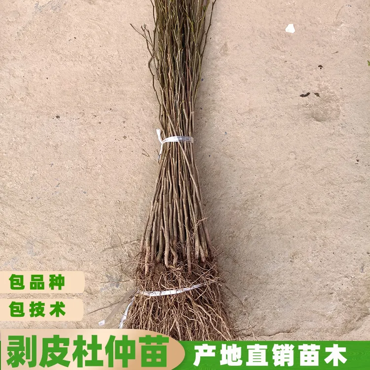 中药材树苗粗皮厚皮丝棉树苗现挖保湿发货