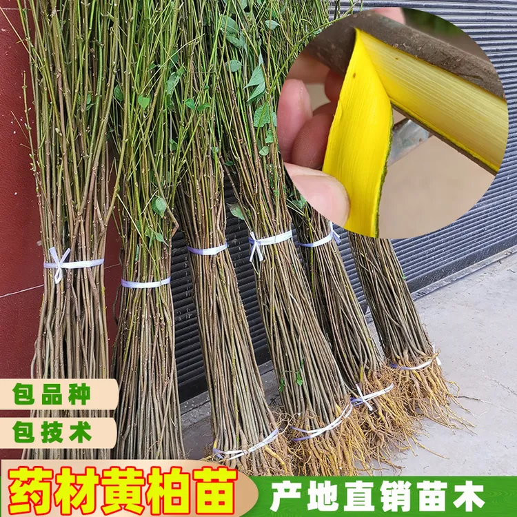 纯正粗皮黄柏苗木四川厚皮黄菠萝树苗农业黄柏皮苗子现挖保湿发货