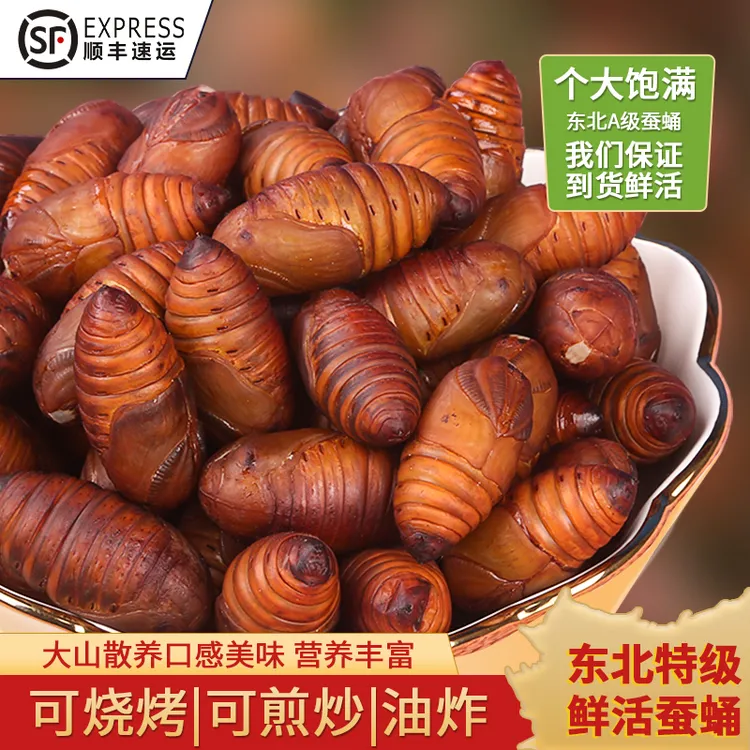 2024年东北特产大黑大二黄大黄柞蚕蛹新鲜活蝉蛹活体大茧蛹顺丰