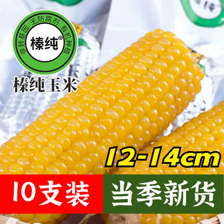 创新榛纯东北甜糯玉米软新品非转基因早餐粘玉米东北小粒黄10支装