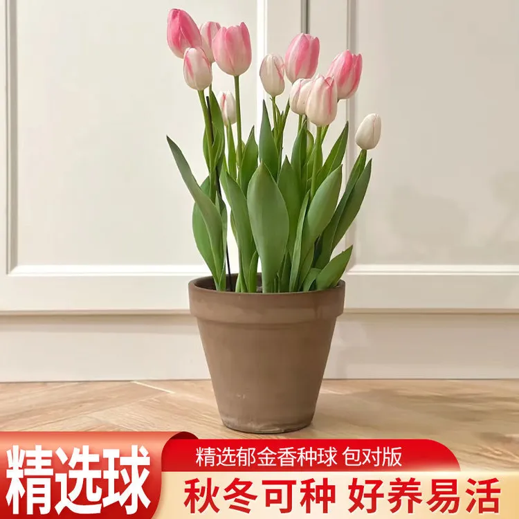 荷兰进口郁金香种球五度球正宗原生郁金香大种球水培土培耐寒植物