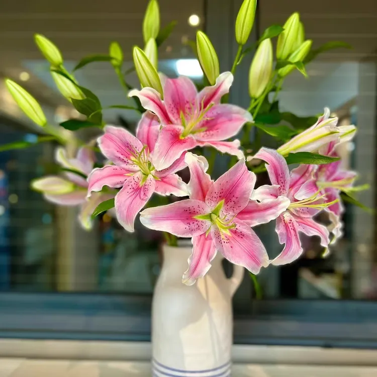 索尔邦百合-云舍鲜花卉鲜切花材花苞昆明基地粉色香水百合