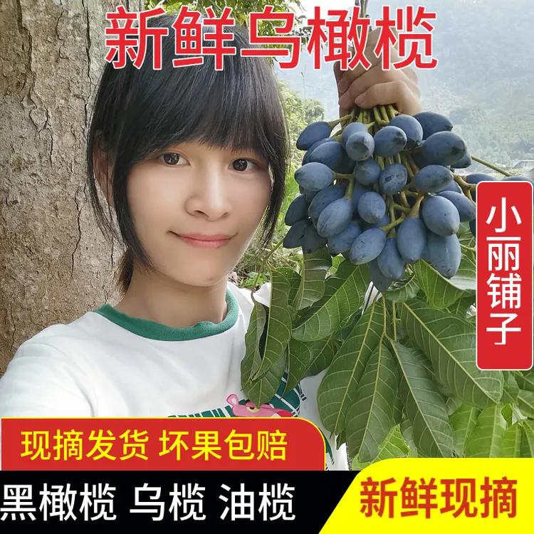 广西新鲜采摘黑橄榄乌橄榄油榄生榄角坏果包赔1/3/5斤装 树上自熟