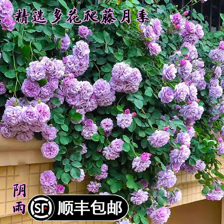顺丰包邮蓝色阴雨爬藤本高度1.3-1.5米紫色四季垂吊植物花卉盆载