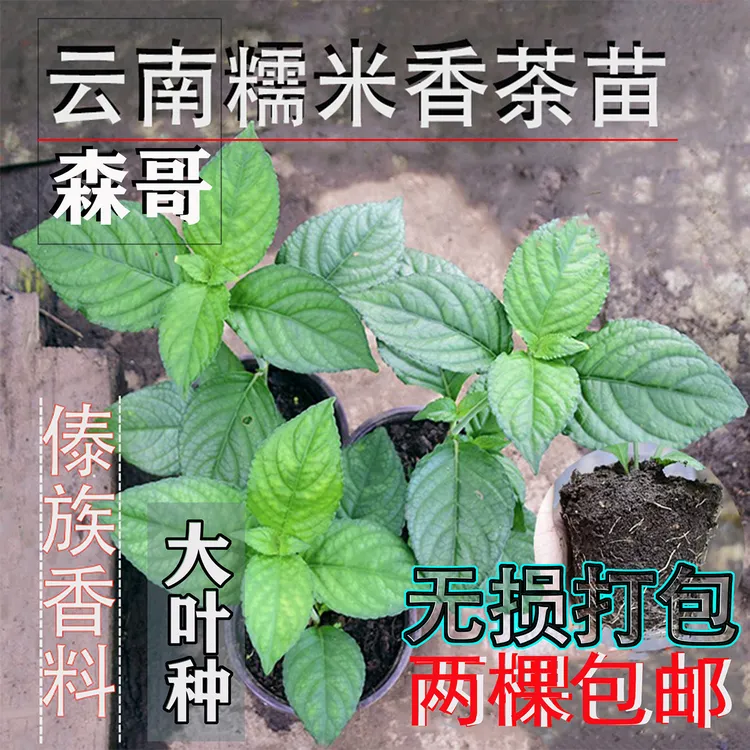 云南糯米香茶苗香叶型香草盆栽浓香型大叶糯米香叶子泡茶植物