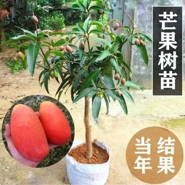 芒果树苗嫁接特大海南贵妃芒四季芒金煌芒果苗树矮化南方当年结果