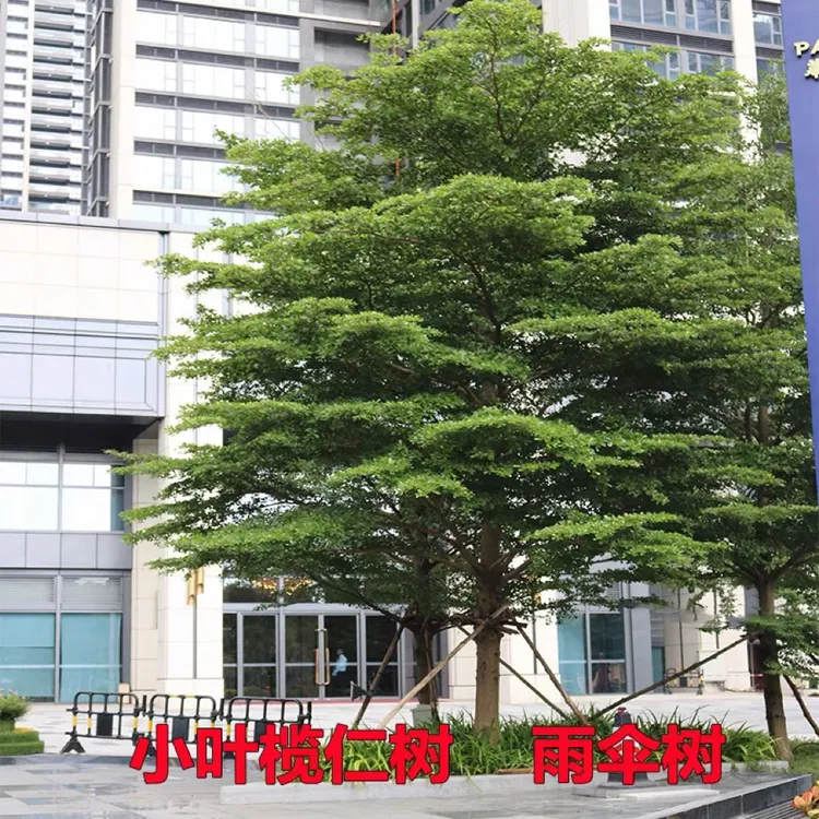 小叶榄仁树苗细叶榄仁绿化风景树雨伞树锦叶榄仁苗四季常绿植物