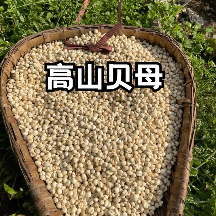 现收四川山货高山贝母本色小粒川贝2024年龙年活动价发货中